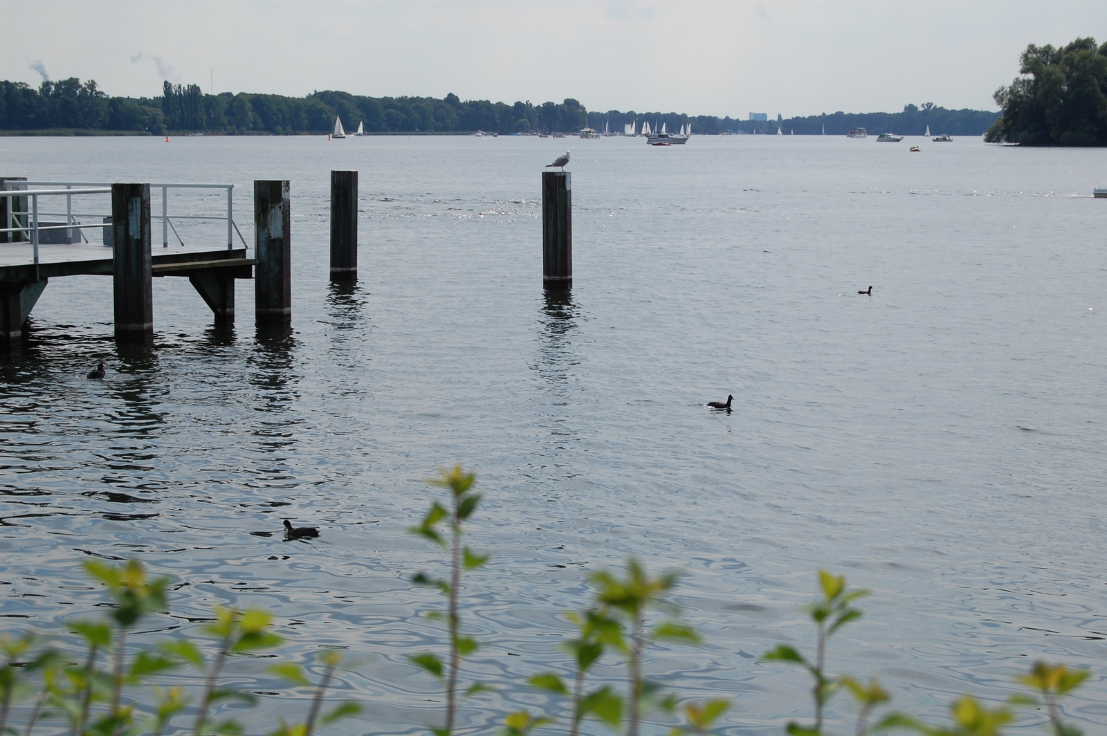 Blick über den Tegeler See mit Anleger im Vordergrund